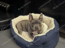 Stunning blue American pocket bully female puppy for sale