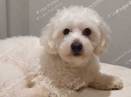 Bichon Frises GIRL