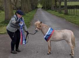 Well mannered BMHS miniature horse