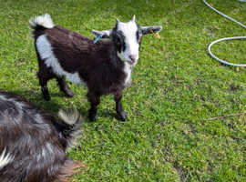 Beautiful pygmy goat with a nanny kid for sale