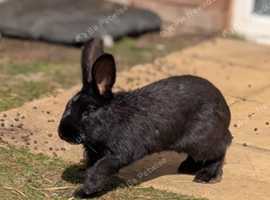3 male beveren rabbits for sale