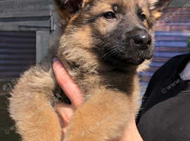 Gorgeous German shepherd puppies