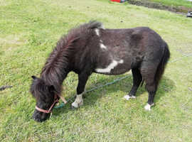 Very friendly, beautifully marked miniature horse