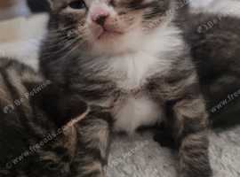 Selling one british short hair kitten