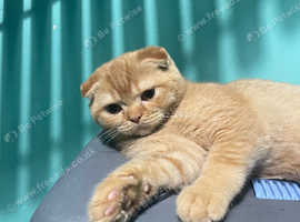 SCOTTISH FOLD