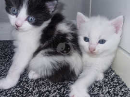 Black & white male available