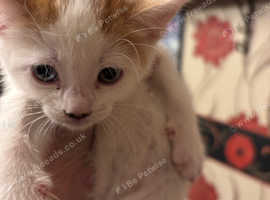 3 white ginger and black female kittens