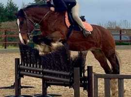Bay Cob Mare 14'3hh 16yr old stunning allrounder