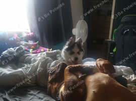 Gorgeous female husky puppy