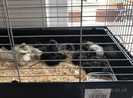 Silkie Chickens For Sale Rehome In Redditch Find Chickens For