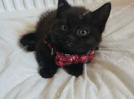 3 beautiful kittens URGENT