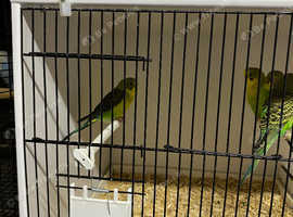 Blackwing Baby Budgies in Leeds on Freeads Classifieds - Budgies ...