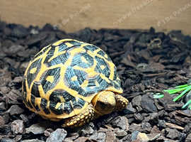 Indian star tortoise