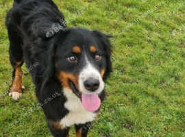 FCI Registered female bernese