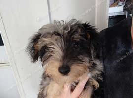 Merle jackapoo puppy