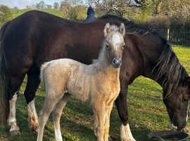 Stunning Welsh C filly Foal