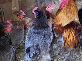 Chicks and chickens