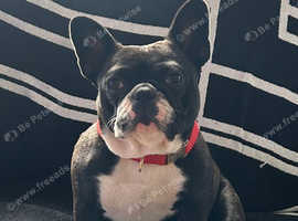 1 year old female French Bulldog