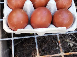 6 fertile hatching eggs French copper maran