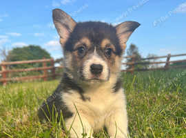 Gorgeous KC Registered, DM, VWD & PRA Clear female Welsh Pembroke Corgi