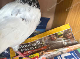 Pigeon pair