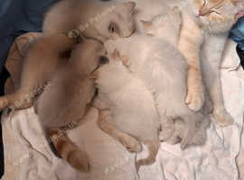 Birman x BSH Kittens
