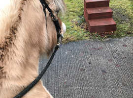 Looking for LWVTB (will buy the right horse)  J