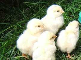 Light Sussex chicks