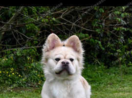 French bulldog EA husky full fluffy carrying pink