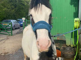 12.2hh, 9yo, piebald cob gelding