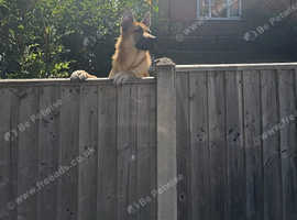 German Shepherd x Rottweiler