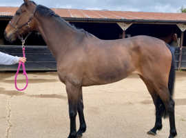 Stunning 8yr old 15.3 mare for sale