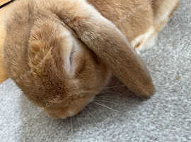 Cotton tail ( rabbit ) looking for a new home!