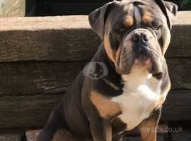 British bulldog hot sale x english staffy