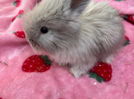 Litter of 5 English angora baby's READY NOW 2 LEFT