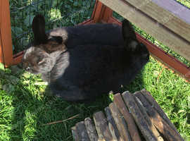2 black female bunnies