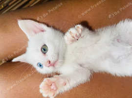 white kittens and one grey mix ready to go