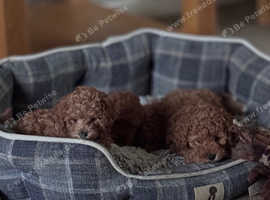 Exquisite DNA Health Tested Cavapoochon Puppies