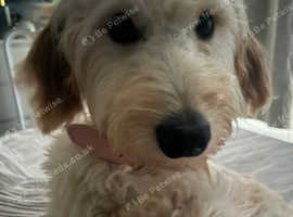 9 month old apricot Irish wolfhound x poodle