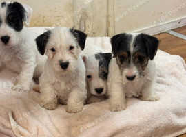 Sealyham terrier cross jack Russell