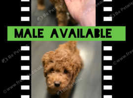 Male Toy Poodle Kennel club registered READY!