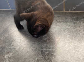 2 long haired black kittens