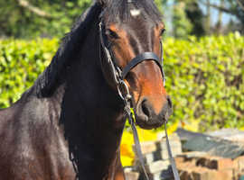 Stunning 15hh welsh part bred mare project