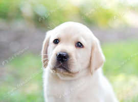 Labradore pups