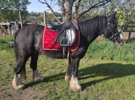 Poppy 13hh cob mare