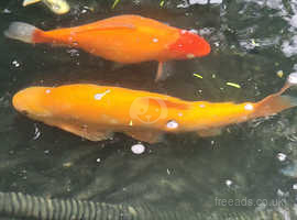 pond fish for rehoming