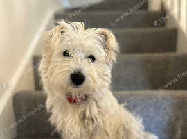 11 month old Benji westie