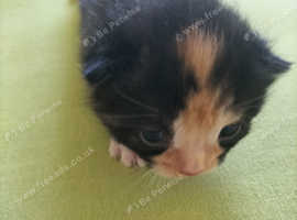 Four beautiful kittens. The first babies of the kitten. Very healthy