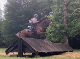 15.2 Irish mare
