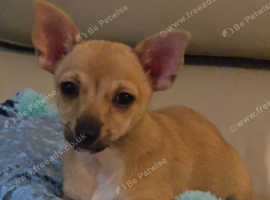 Beautiful Teacup Chihuahua Deerhead Puppy Female Eight Weeks Old Ready ...